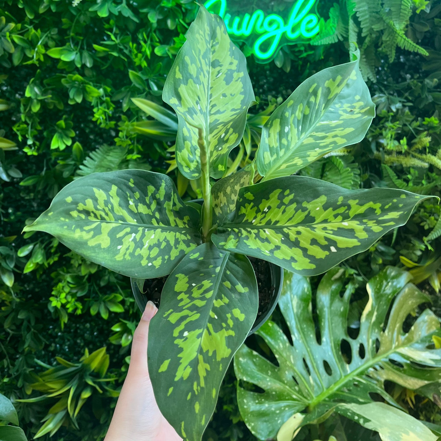 6" Dieffenbachia 'Cheetah'