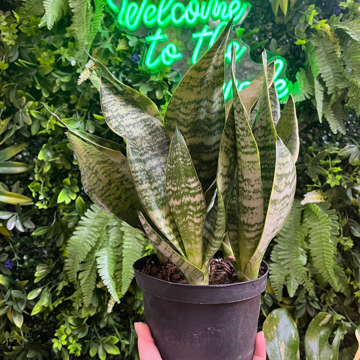 6" Sansevieria 'Superba' (Snake Plant)