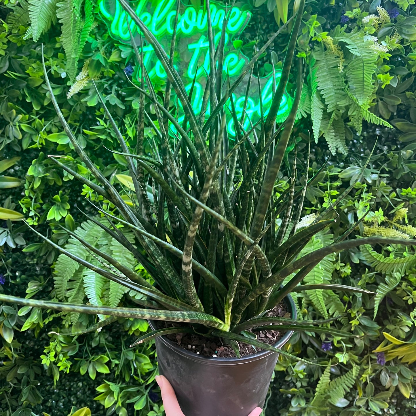 8" Sansevieria 'Mikado' (Snake Plant)