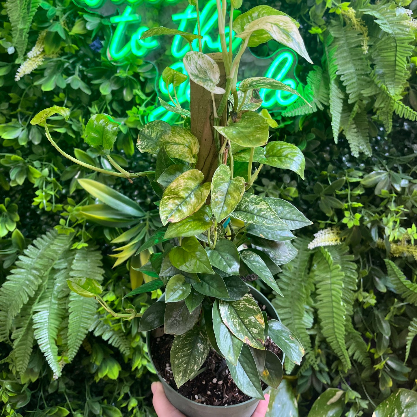 6" Cebu Blue 'Ghost' on Totem
