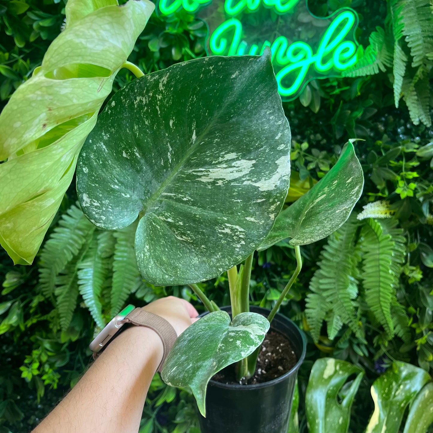 6" Monstera 'White Monster'