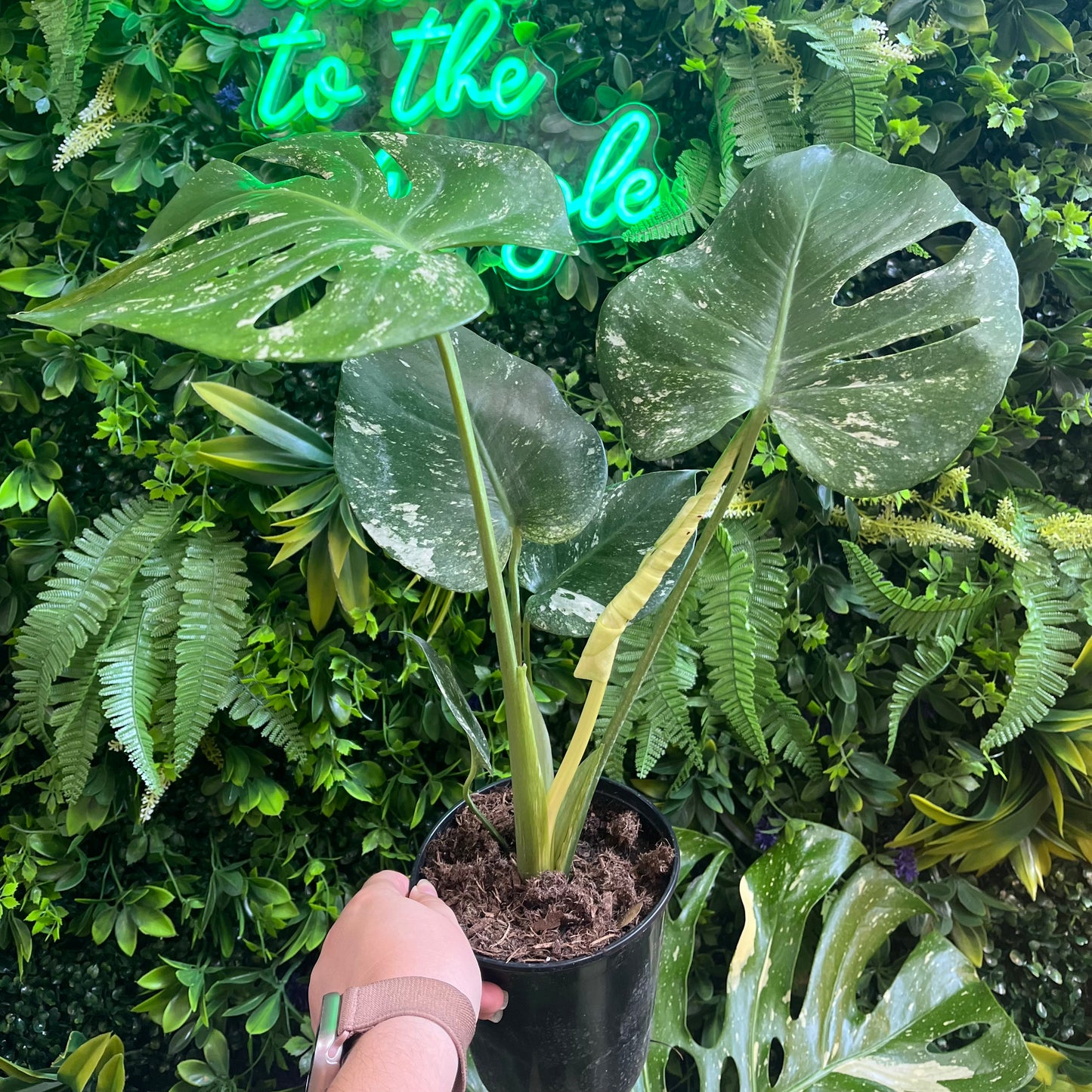 6" Monstera 'White Monster'