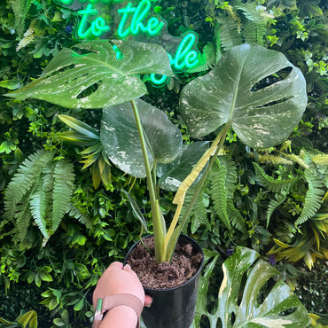 6" Monstera 'White Monster'