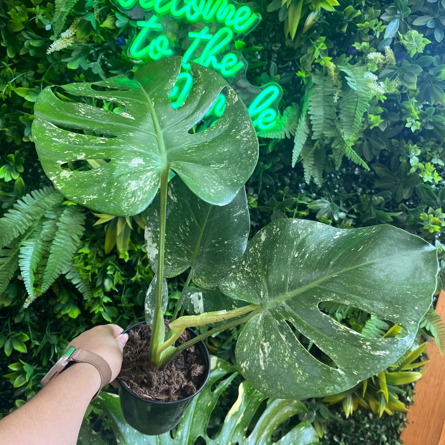 6" Monstera 'White Monster'