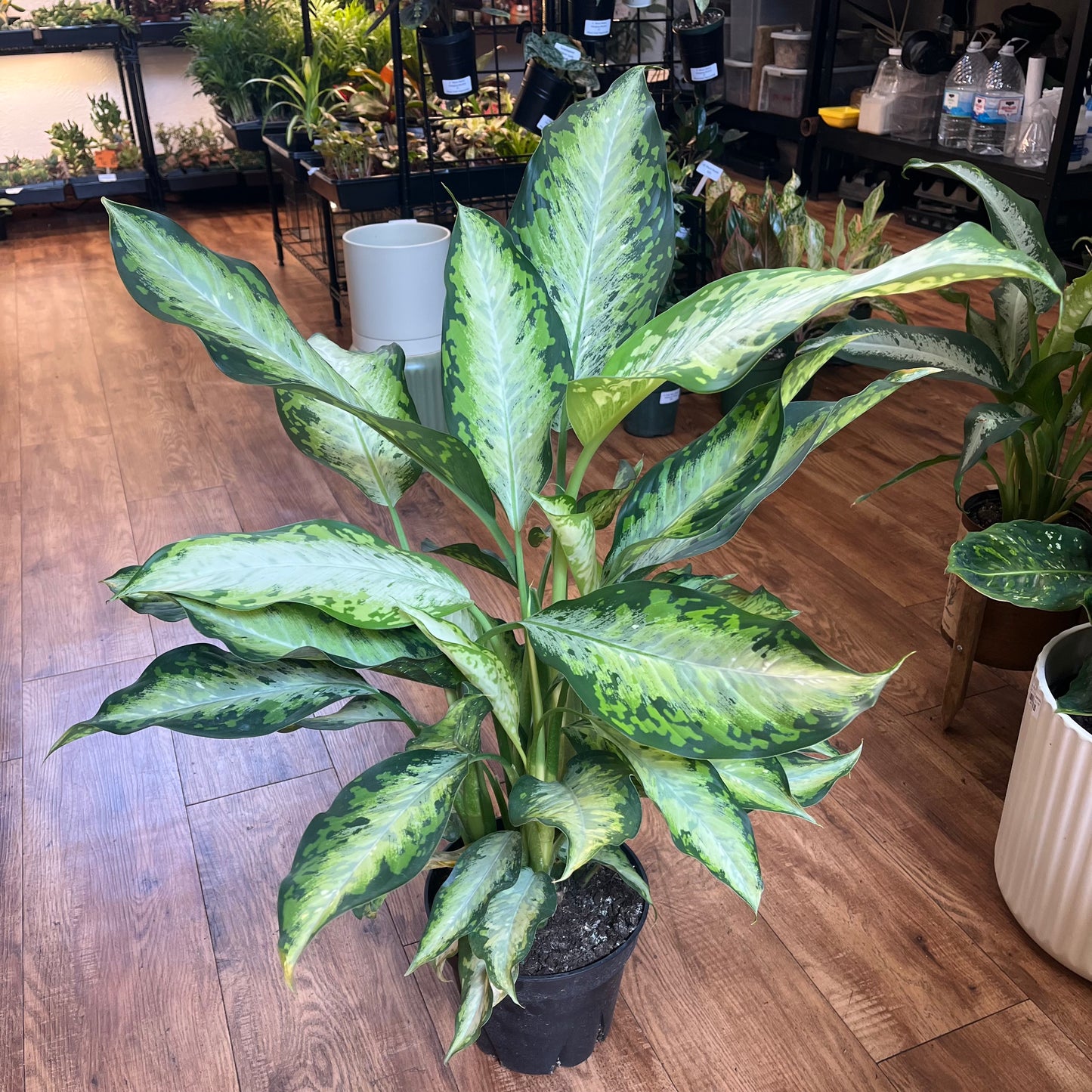 8" Dieffenbachia Military