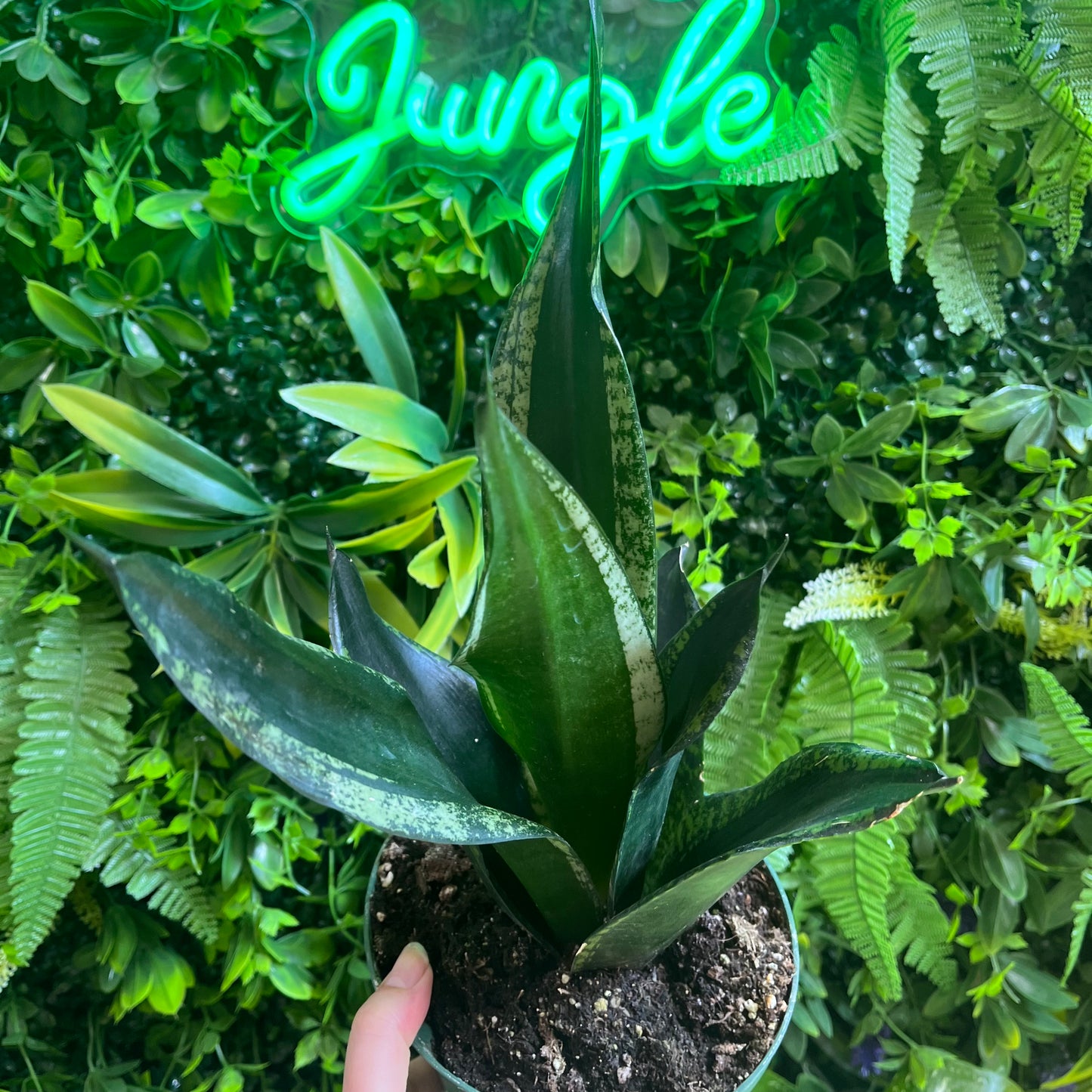 6" Sansevieria 'Whitney' (Snake Plant)
