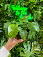 4" Calathea Assorted