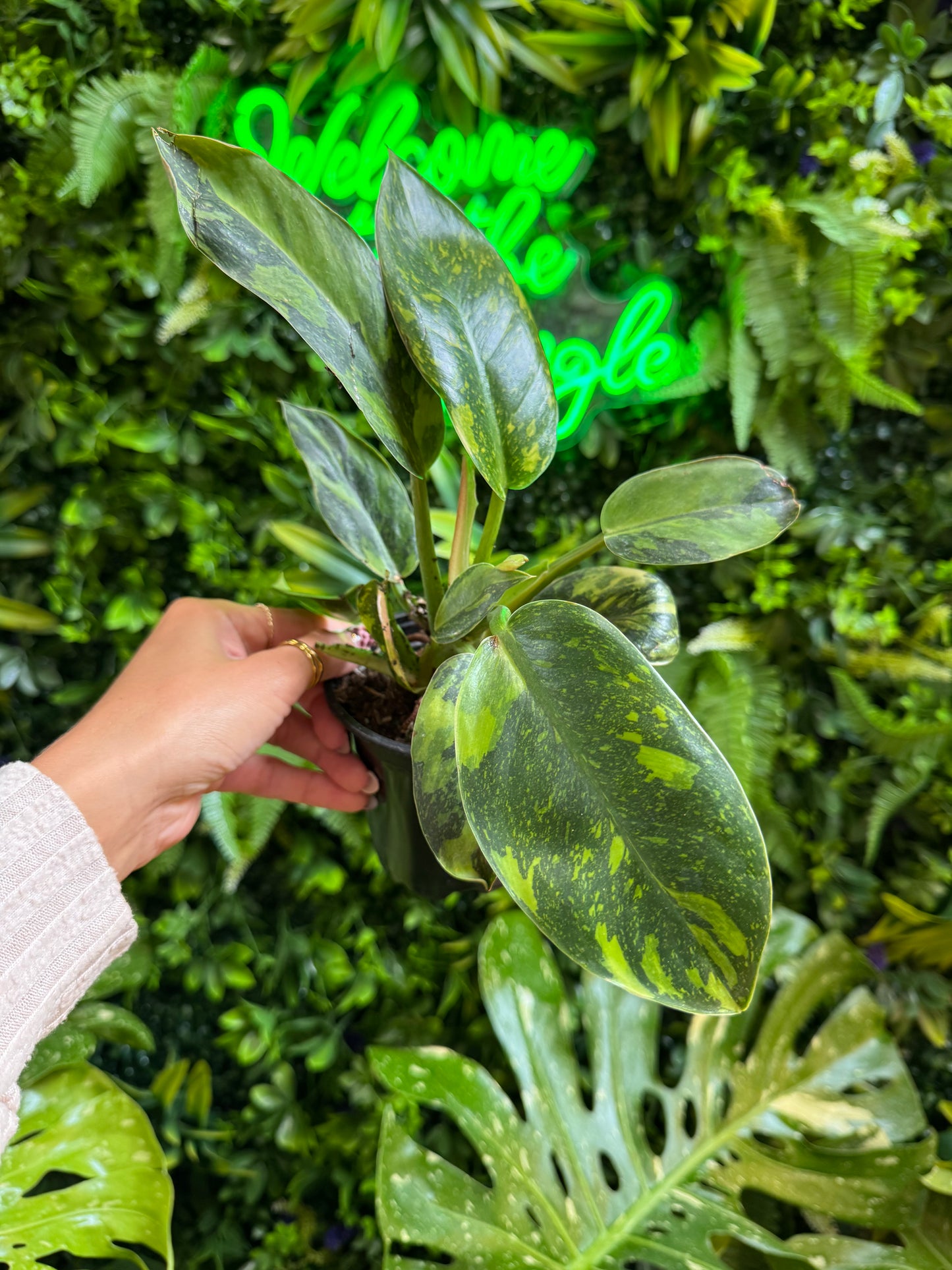 4" Philodendron 'Green Congo Nuclear'