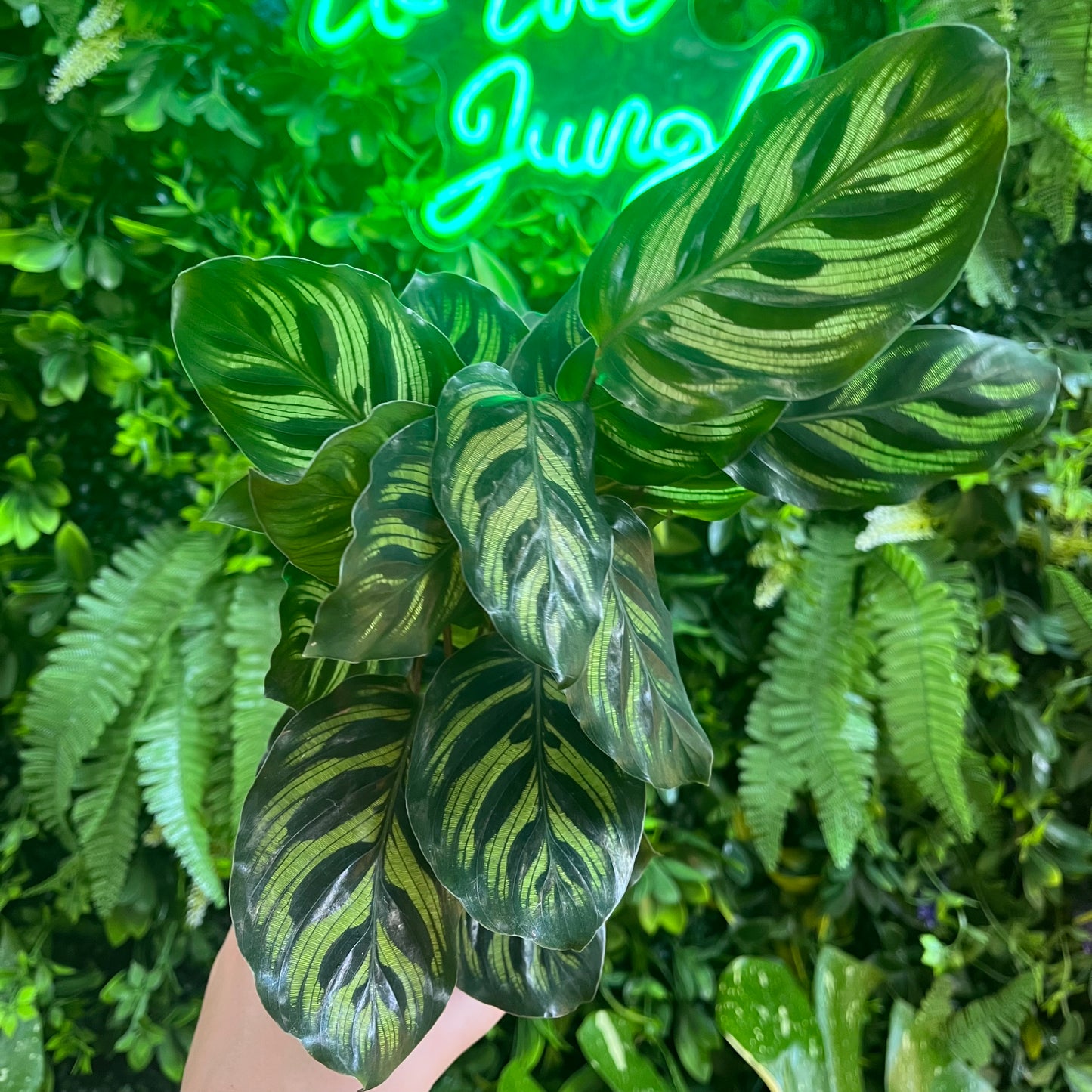 4" Calathea 'Makoyana'