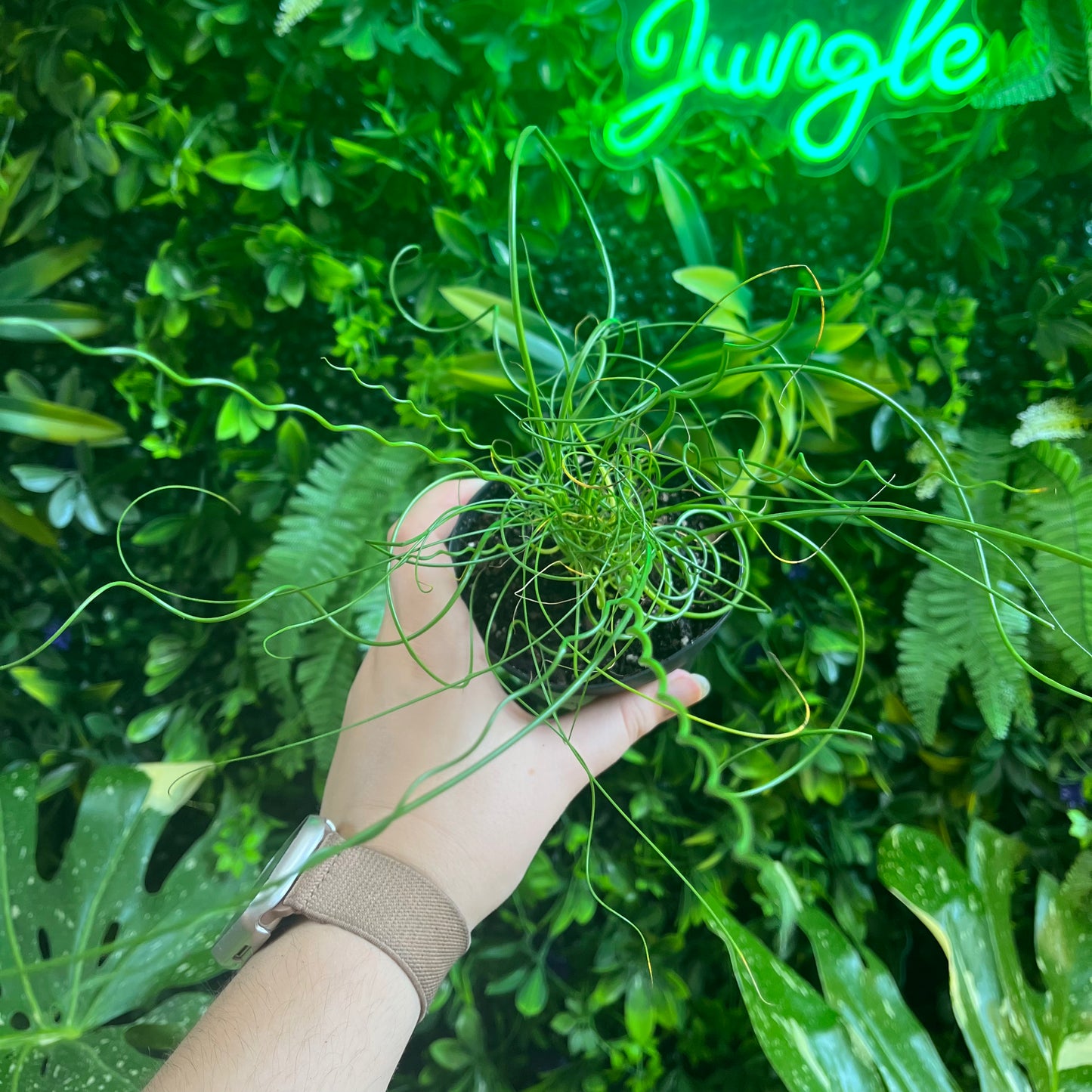 4" Juncus 'Spiralis Twister' (Corkscrew Plant)