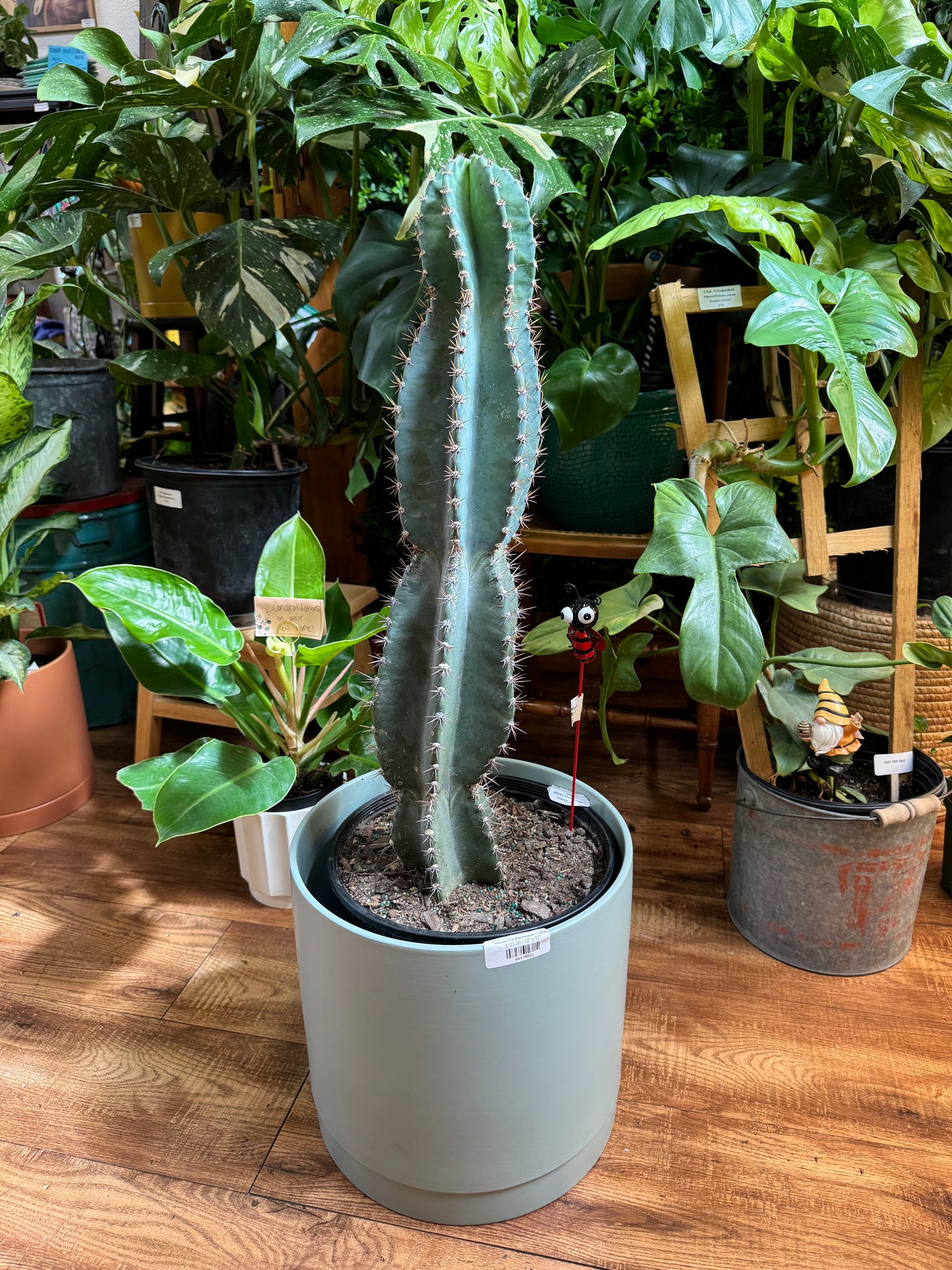 10" Cereus Peruvianus Cactus
