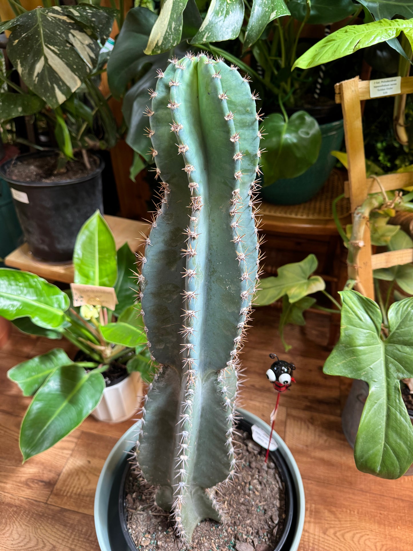 10" Cereus Peruvianus Cactus