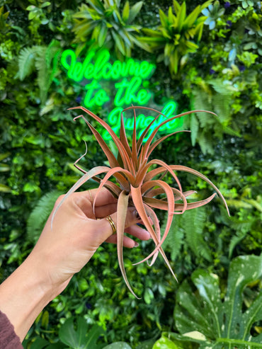 Large Tillandsia Capitata Peach