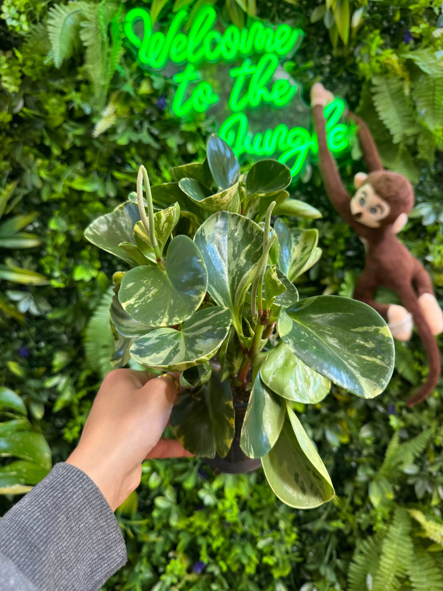 4" Peperomia Marble