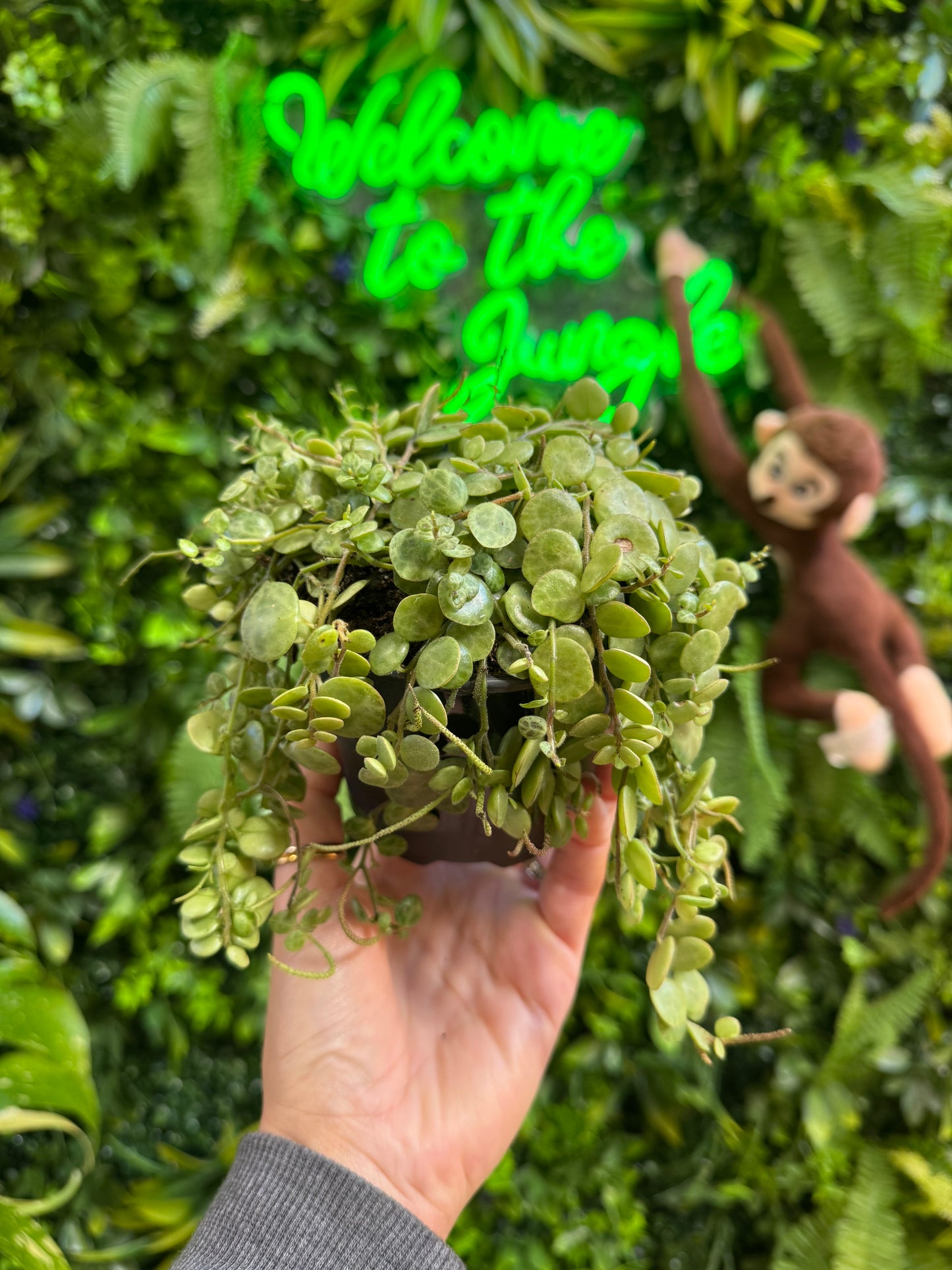 4" Peperomia Prostrata 'String of Turtles'