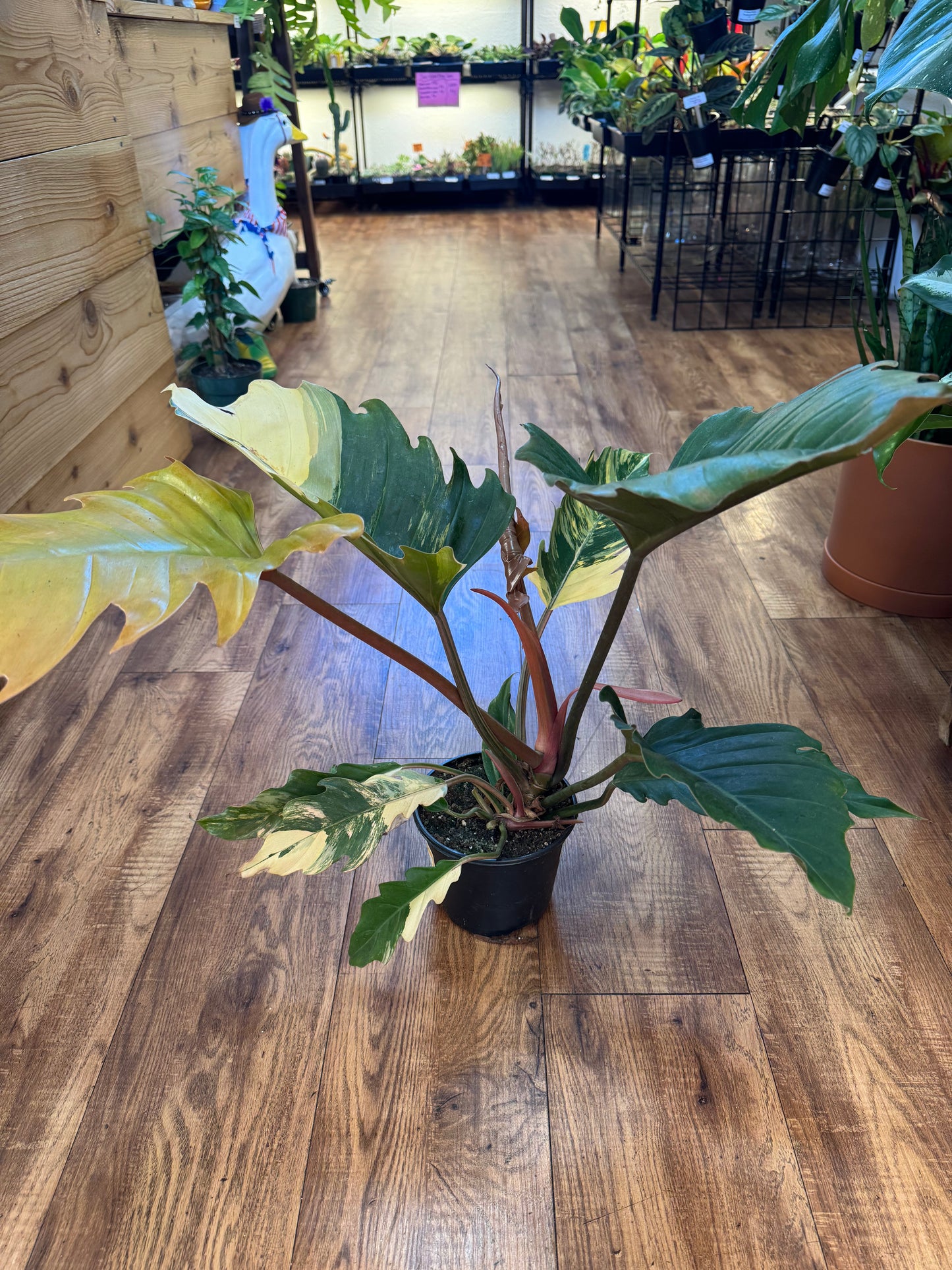 6" Philodendron Caramel Marble