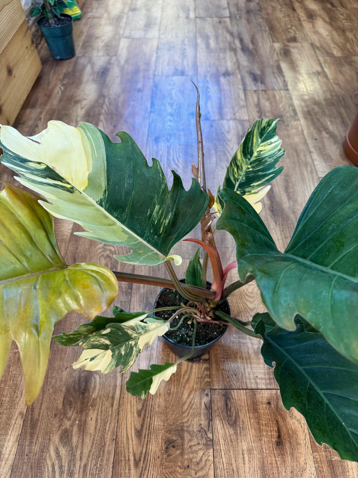 6" Philodendron Caramel Marble