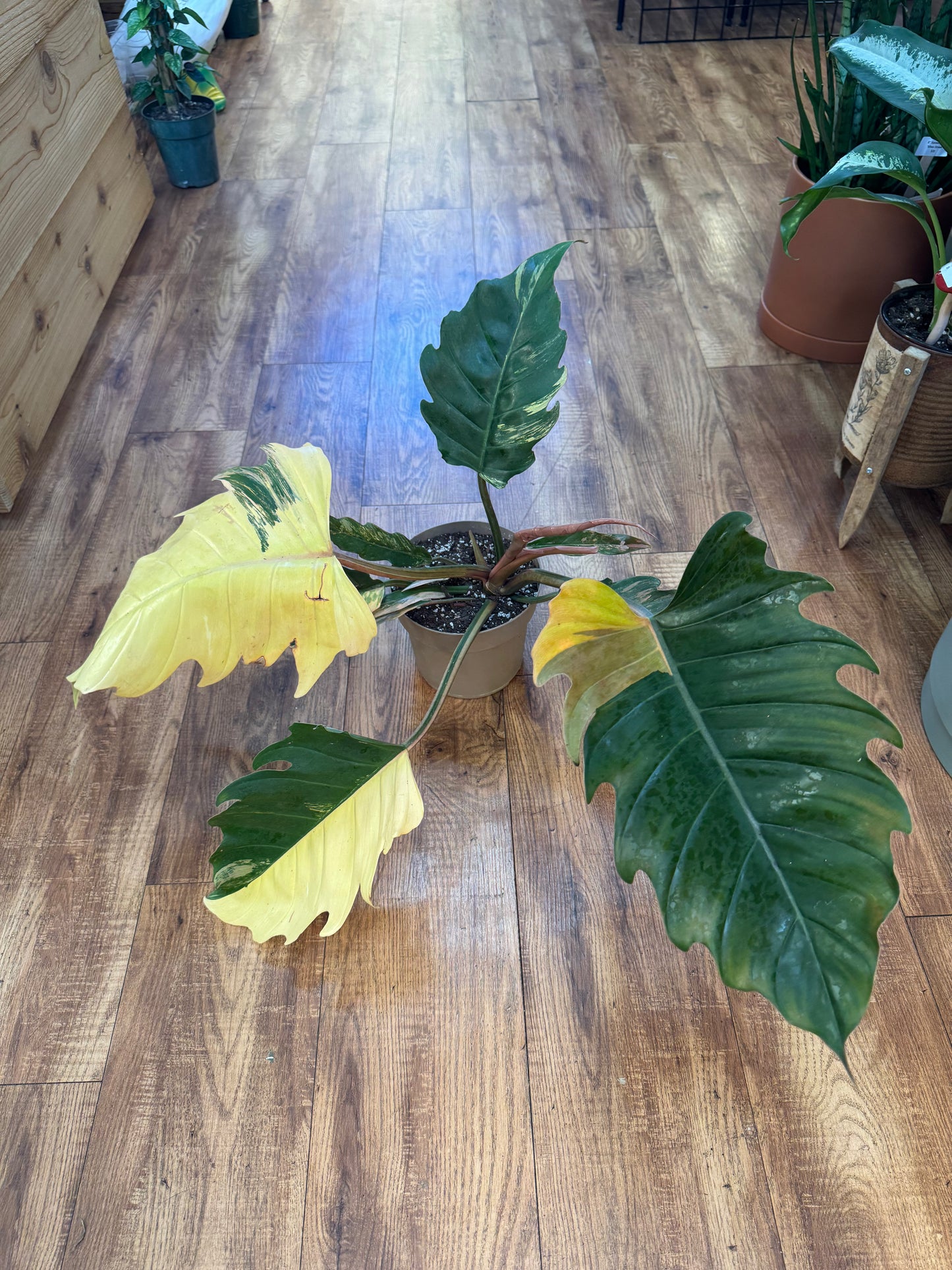 6" Philodendron Caramel Marble