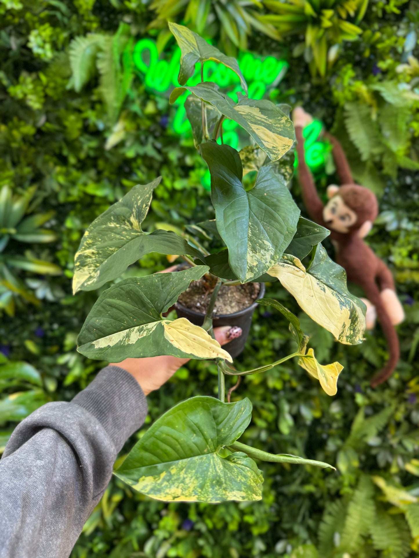 4" Syngonium Aurea