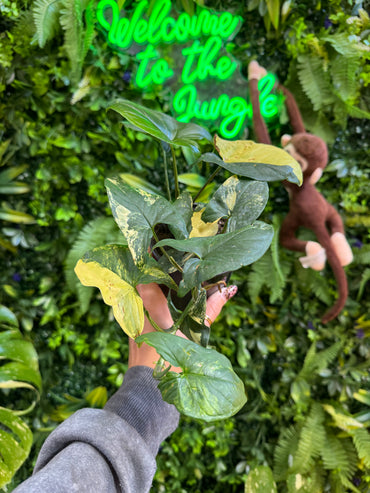 4" Syngonium Aurea