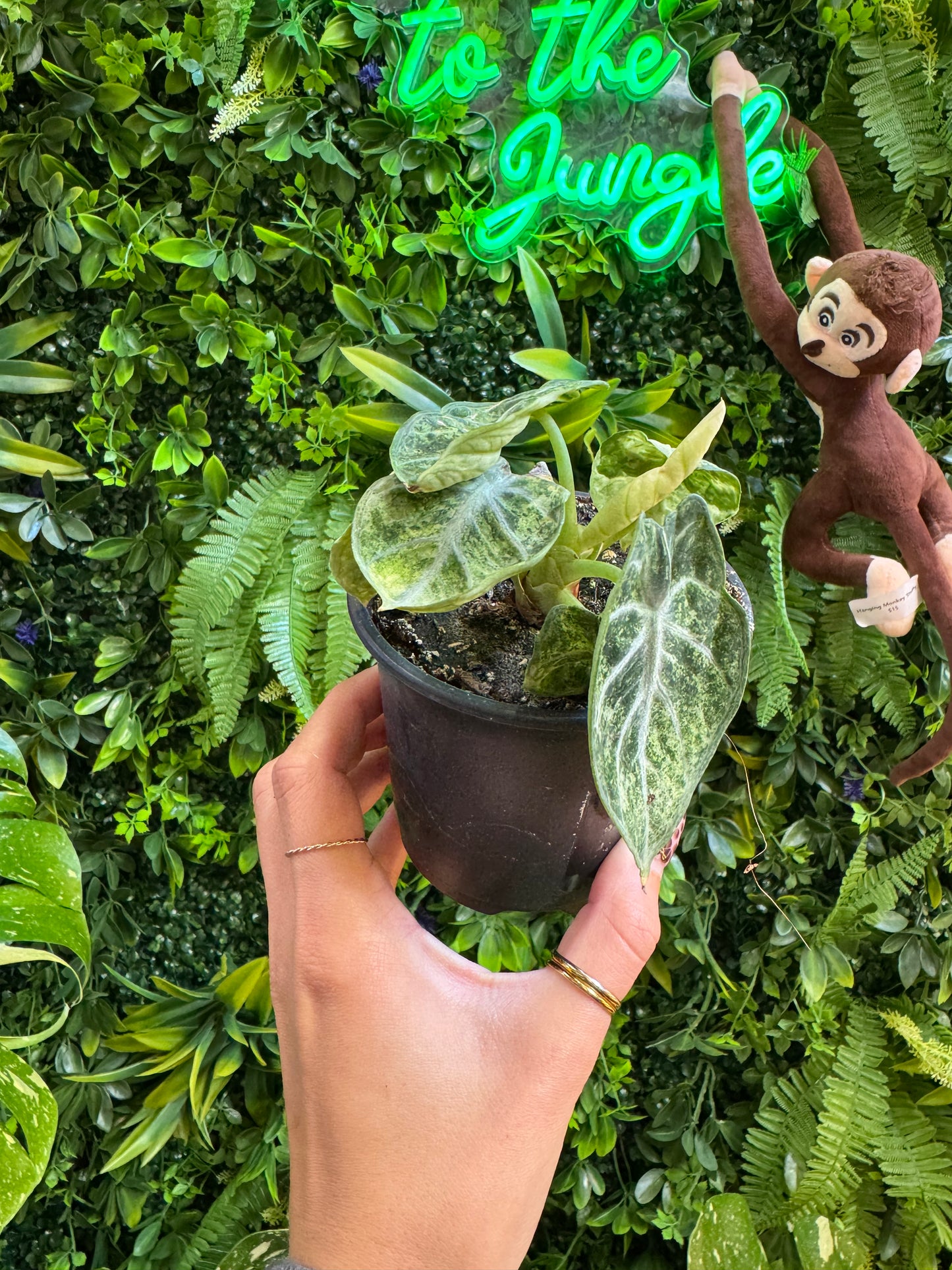 4" Alocasia Ninja Tricolor