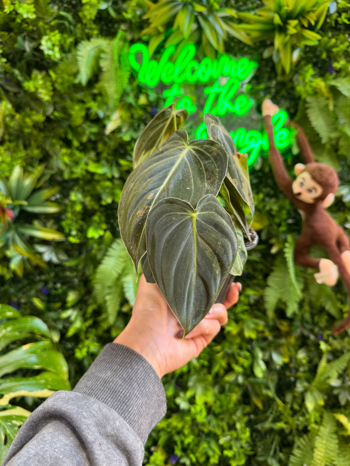 4" Philodendron Melanochrysyum Variegated