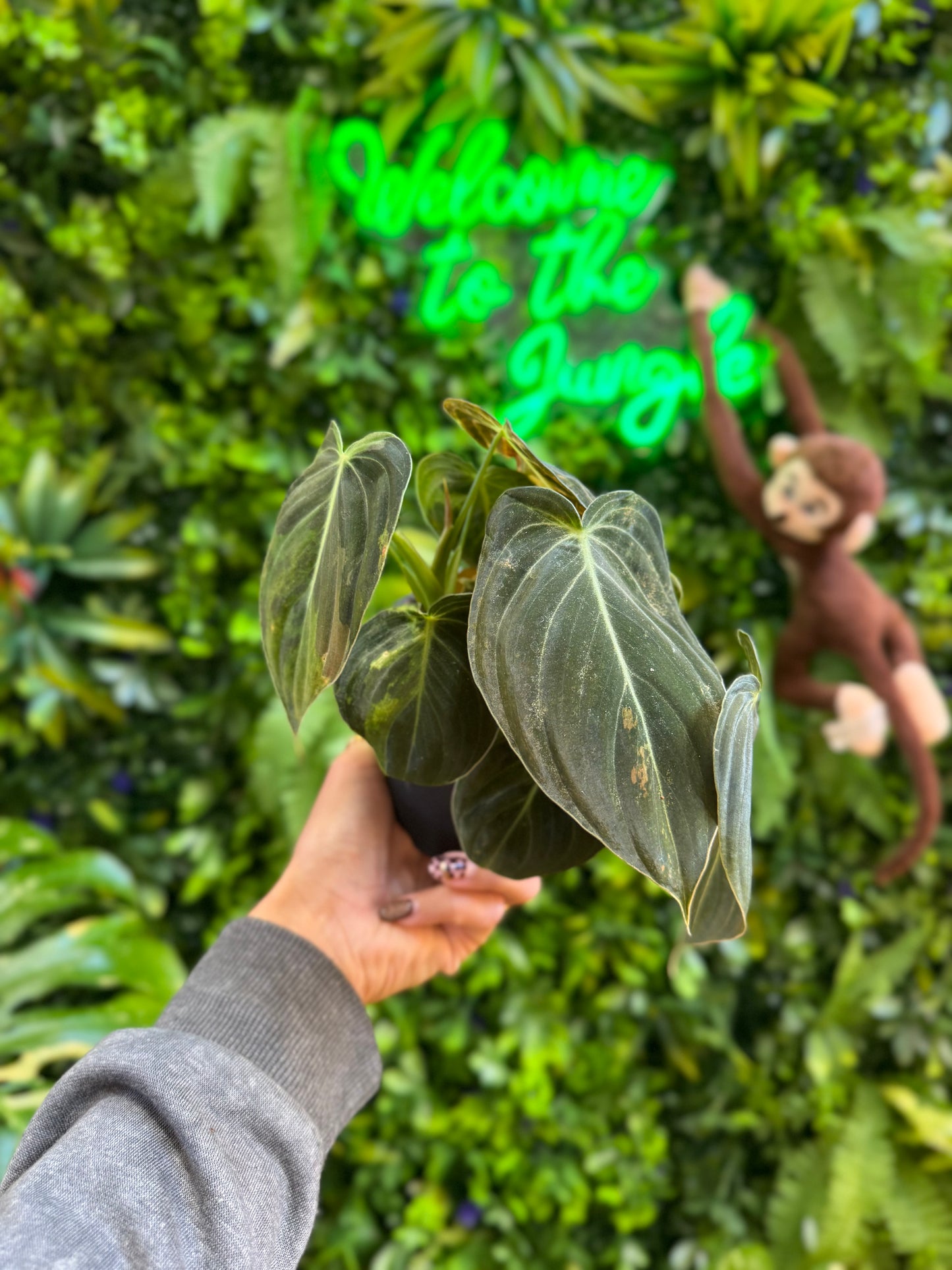 4" Philodendron Melanochrysyum Variegated