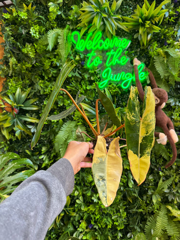 3" Philodendron Billietiae Variegated