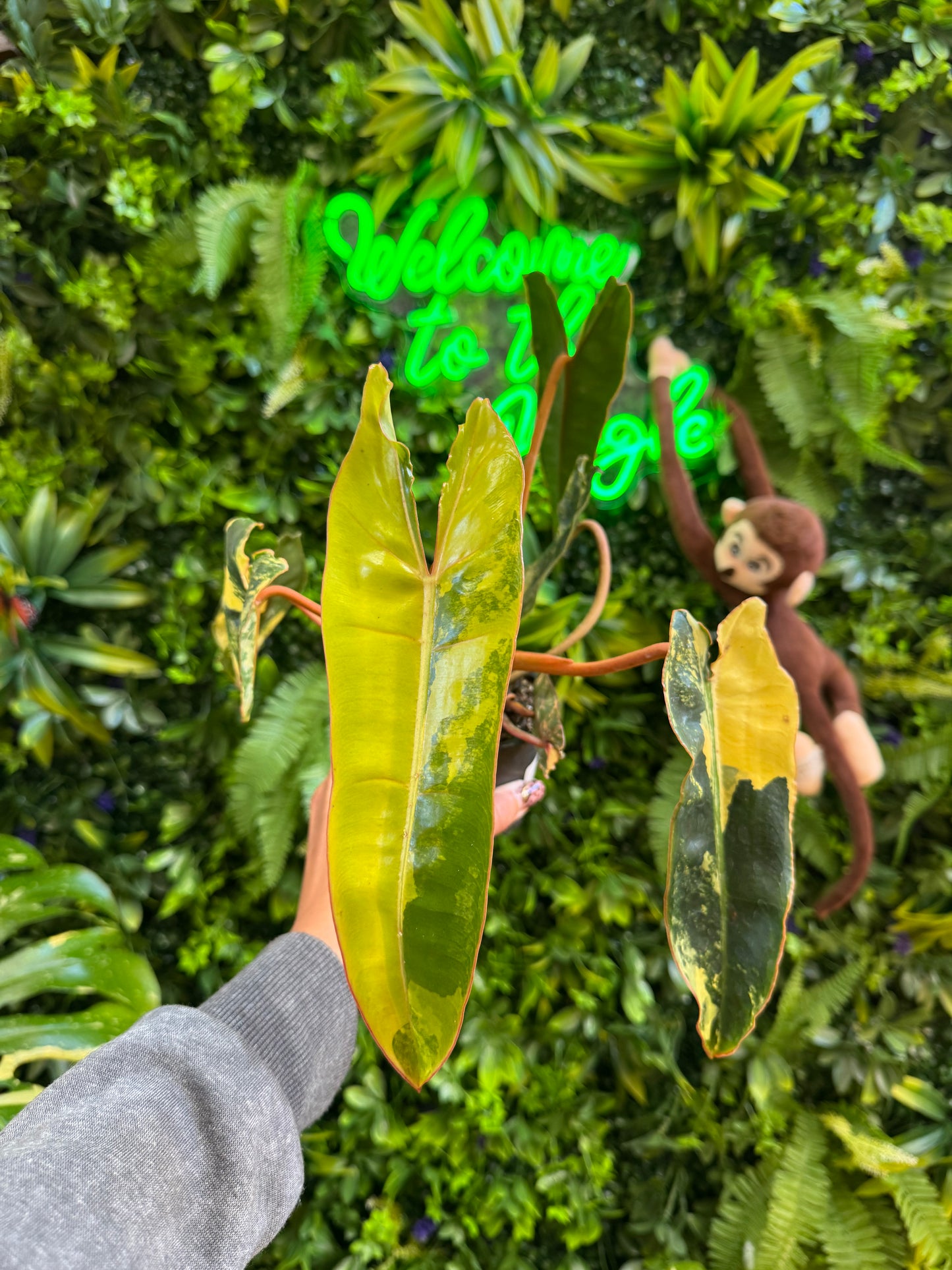 3" Philodendron Billietiae Variegated