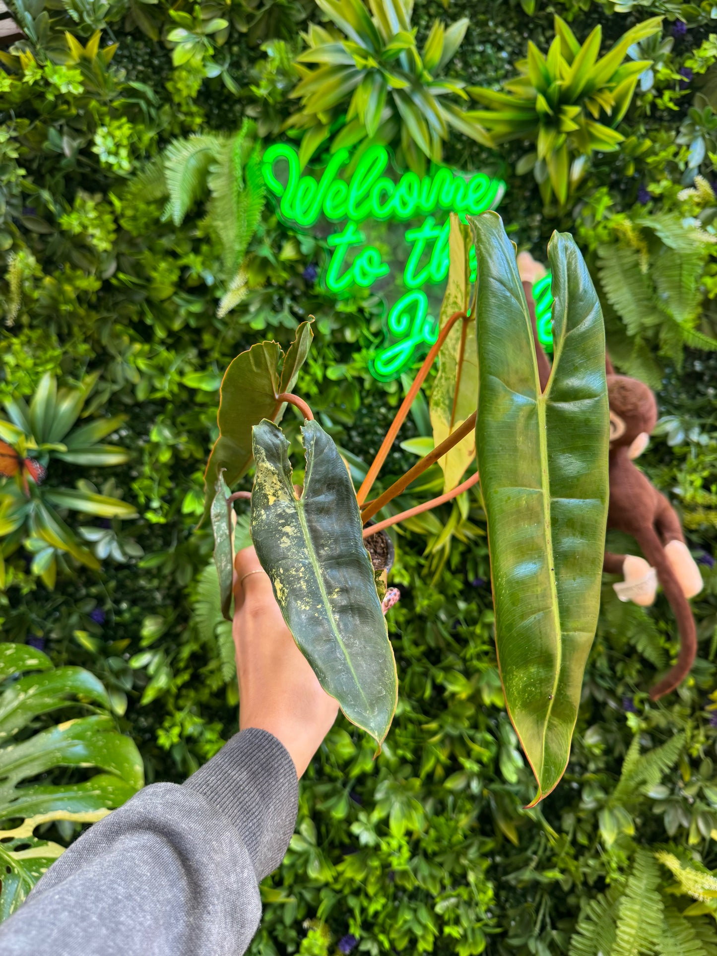 3" Philodendron Billietiae Variegated
