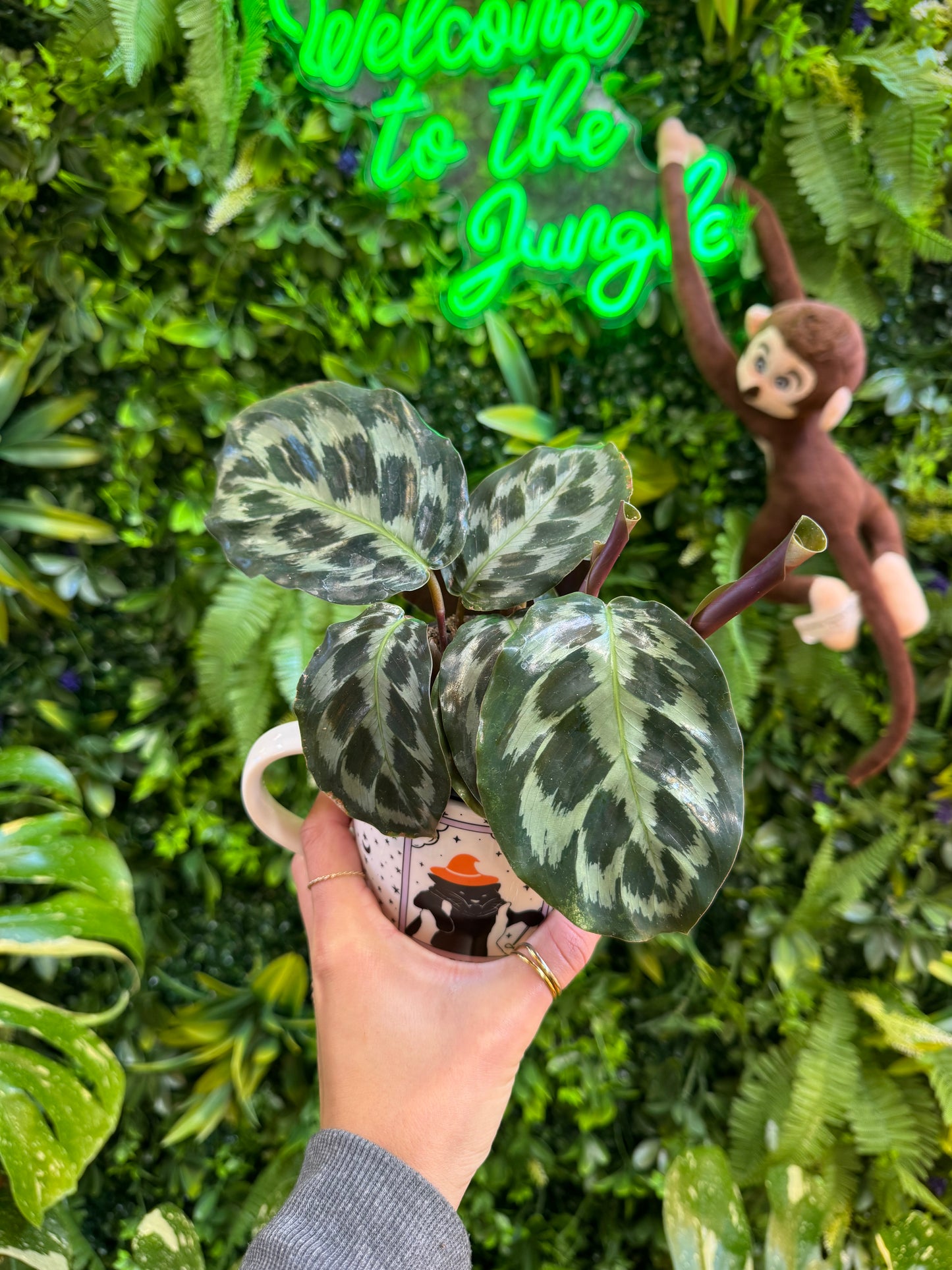 Calathea Helen Kennedy