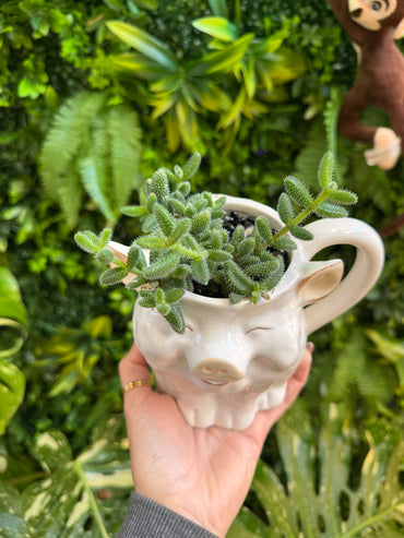 4" Delosperma Pickle Plant