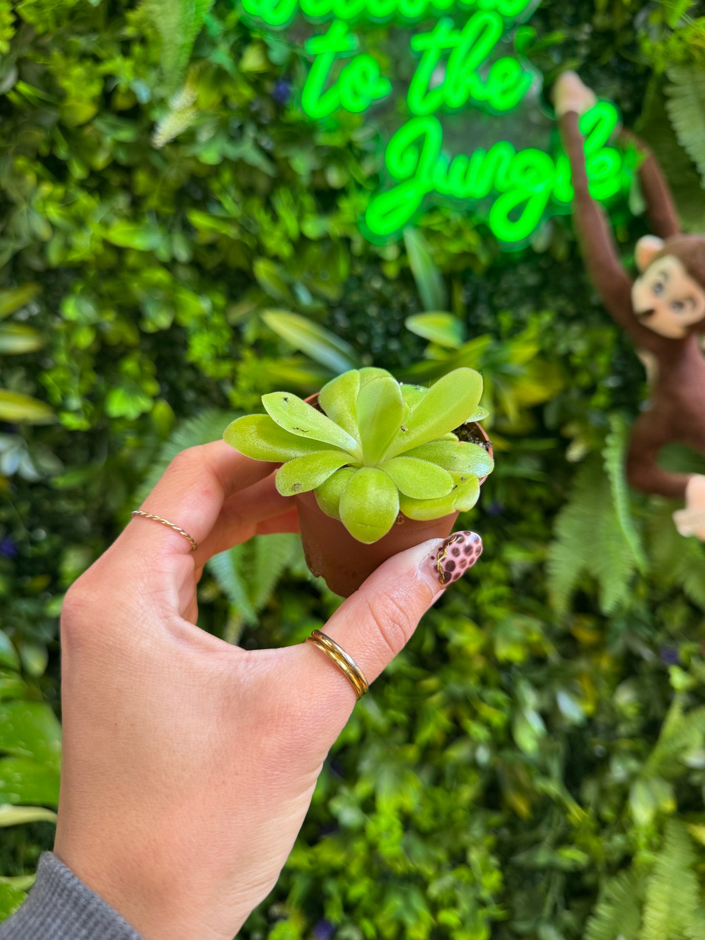 2.5" Pinguicula Agnata x Potosiensis Carnivorous