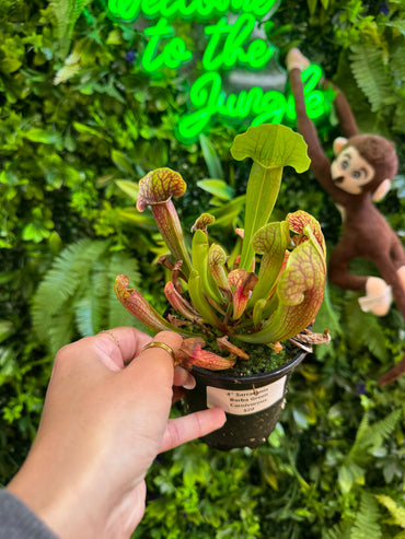 4" Assorted Sarracenia Carnivorous