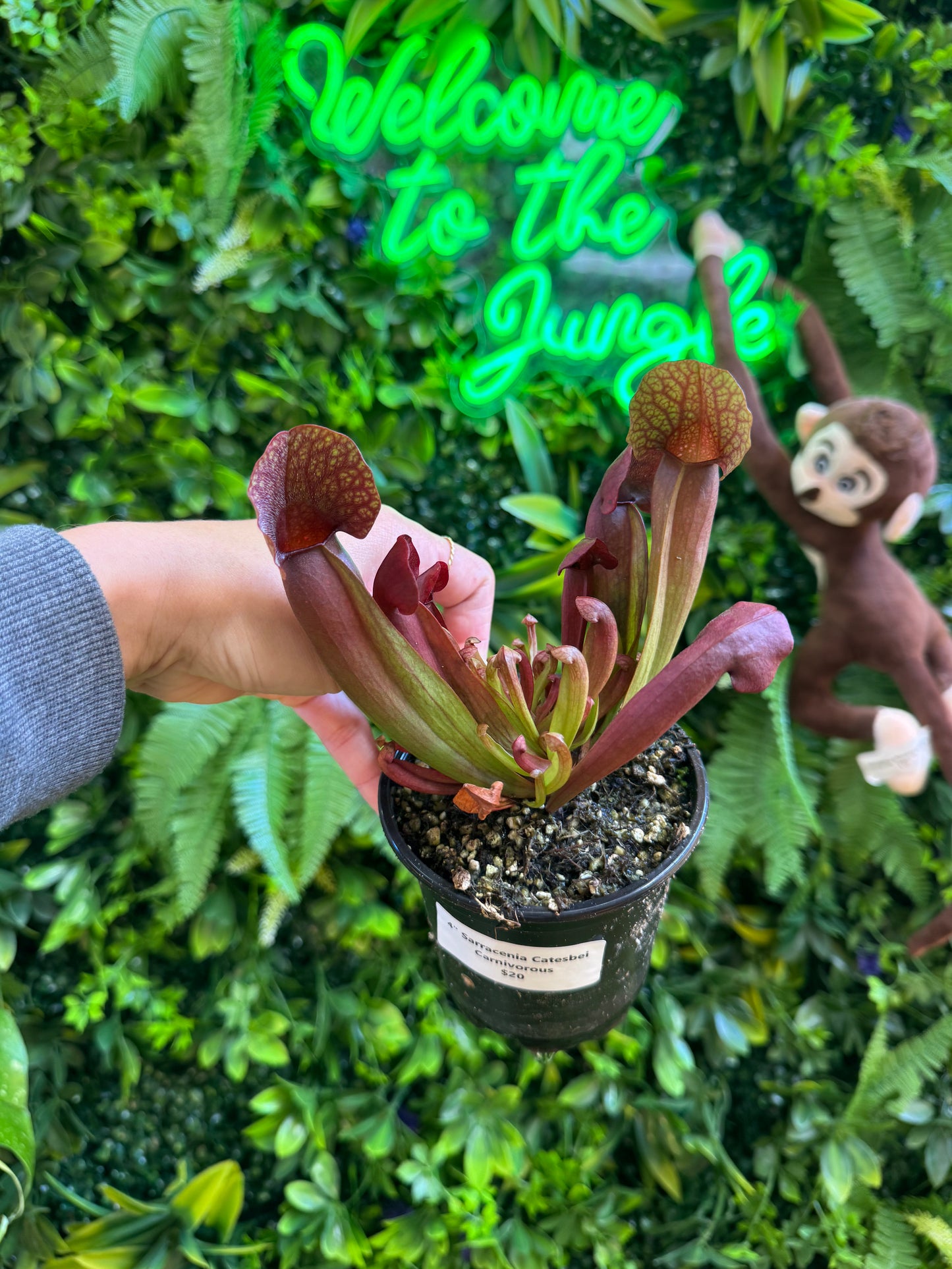 4" Assorted Sarracenia Carnivorous