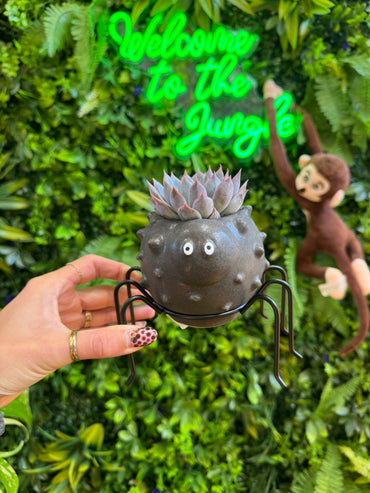 Silly Spider Pot
