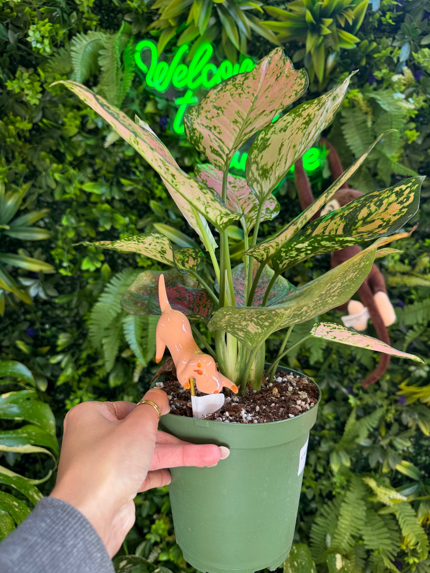 Playful Pups Plant Stick - Assorted