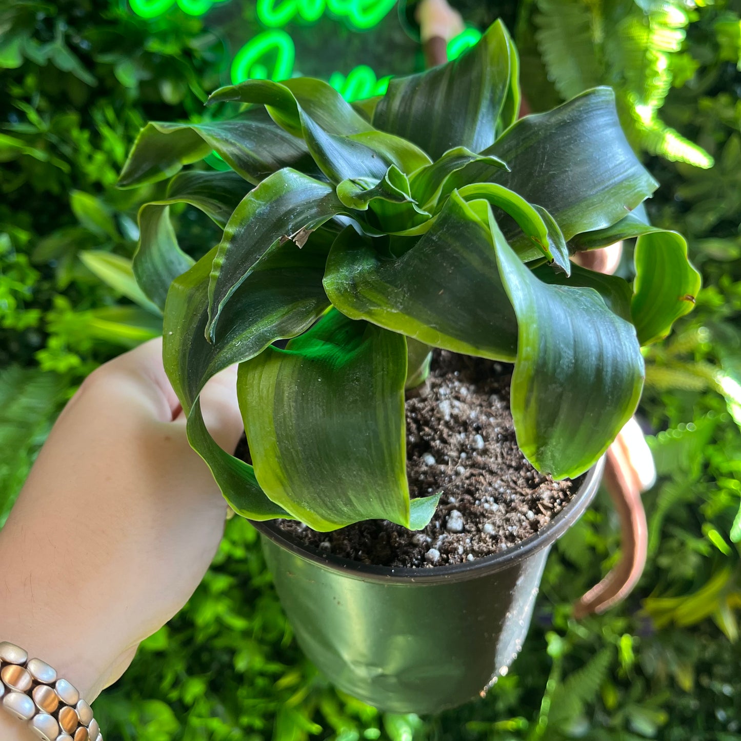 Dracaena ‘Tornado’