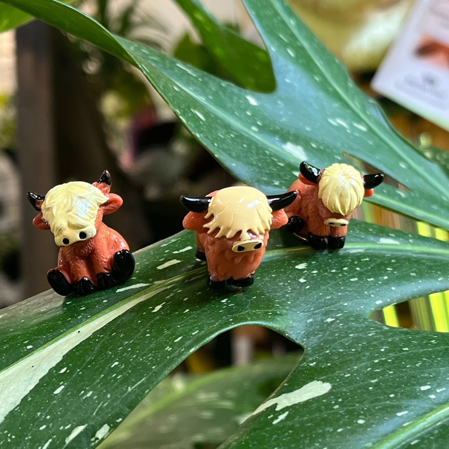 Brown Highland Cow Plant Magnet
