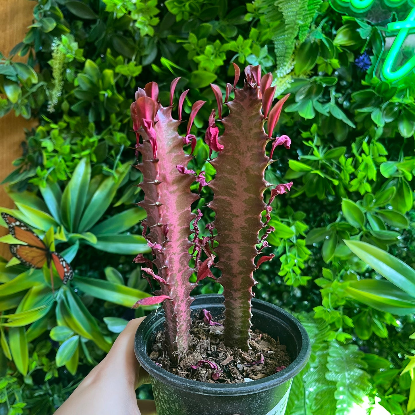 Euphorbia Trigona Rubra (African Milk Tree)