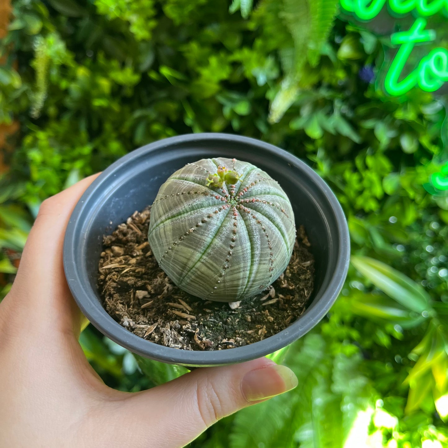Euphorbia Obesa 'Baseball Plant'