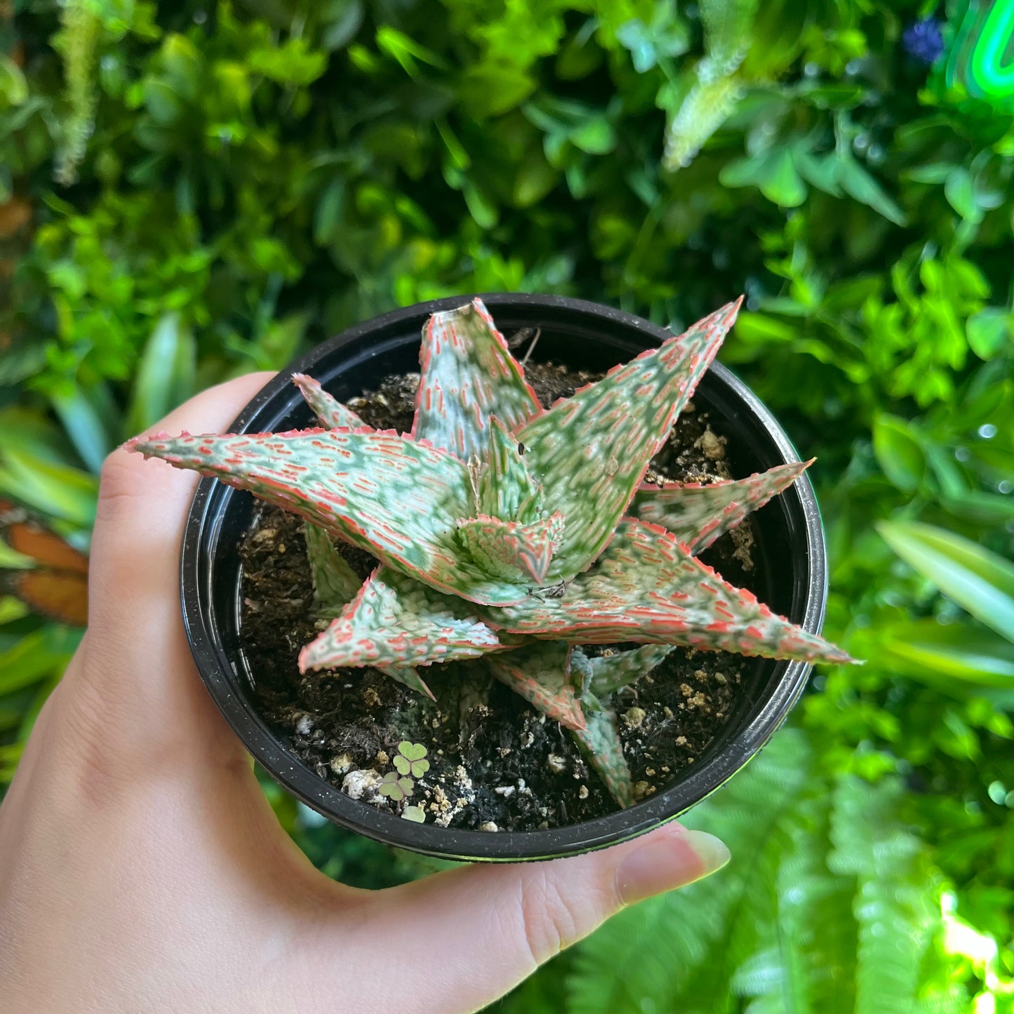 4" Aloe 'Pink Blush'