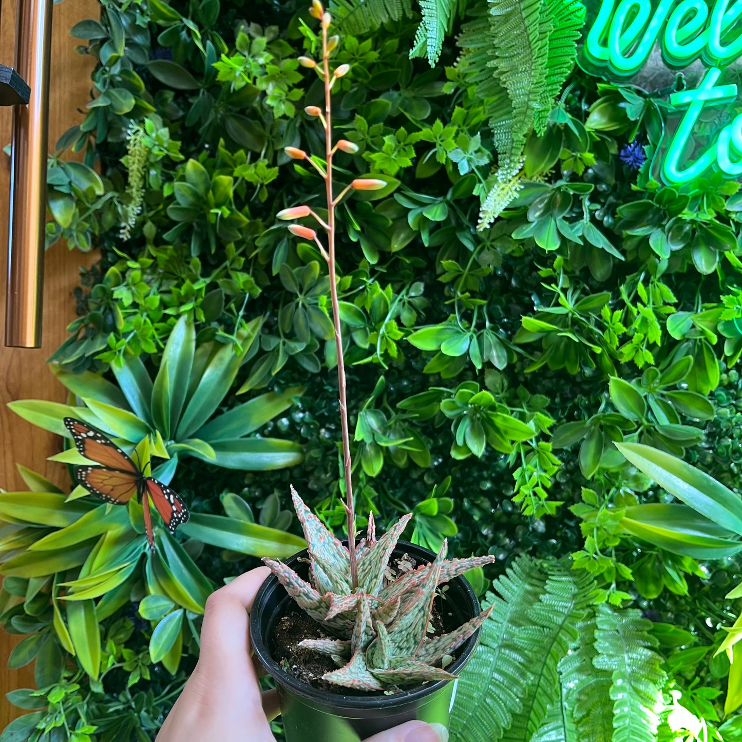 4" Aloe 'Pink Blush'