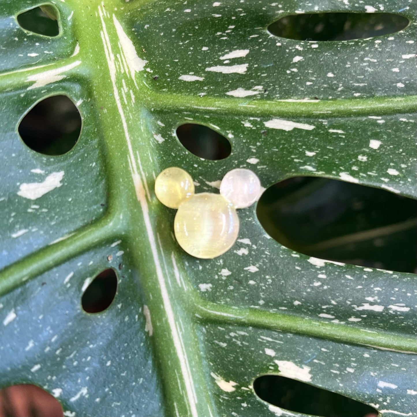 Bear/Mickey Head Plant Magnet