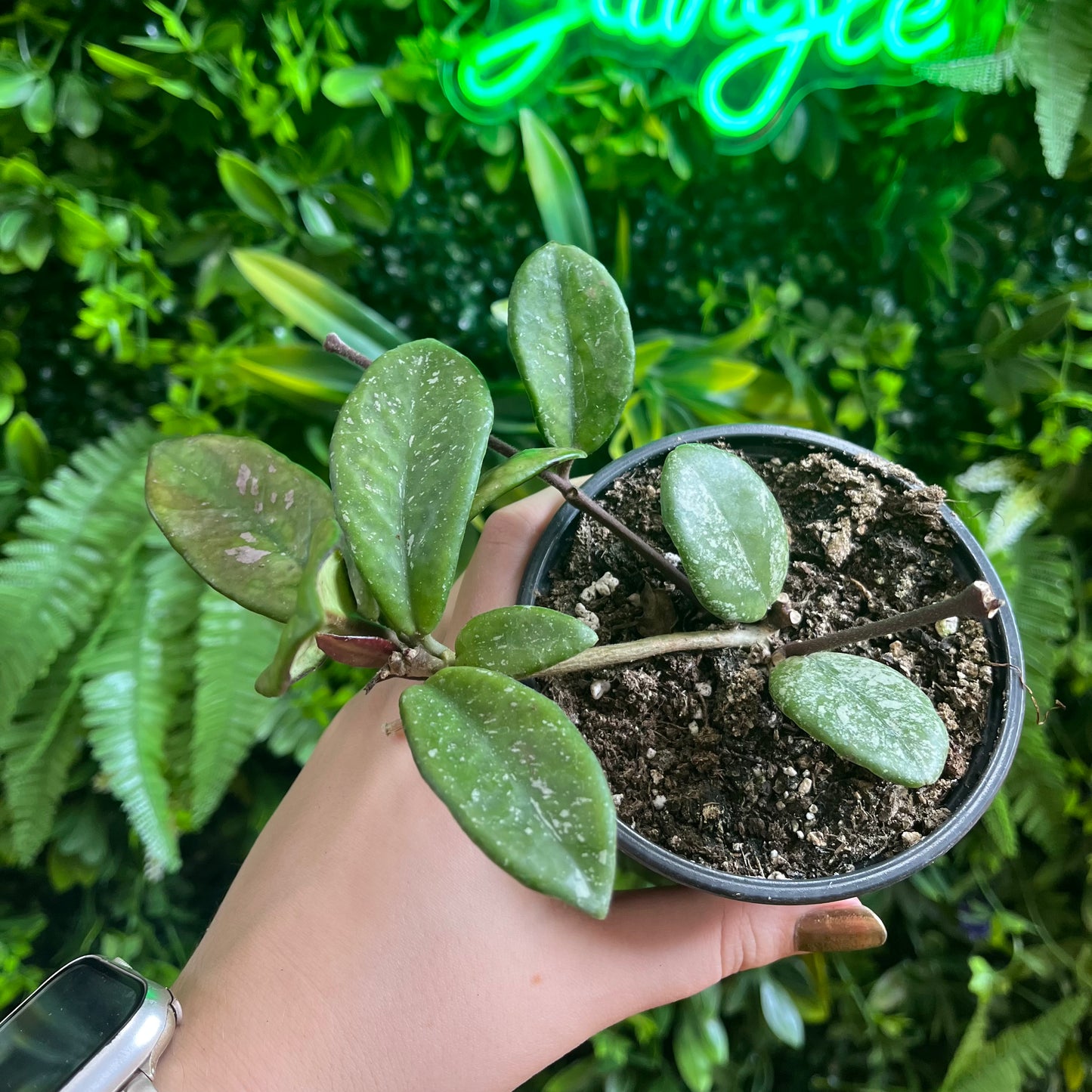 4" Hoya 'Wilbur Graves'
