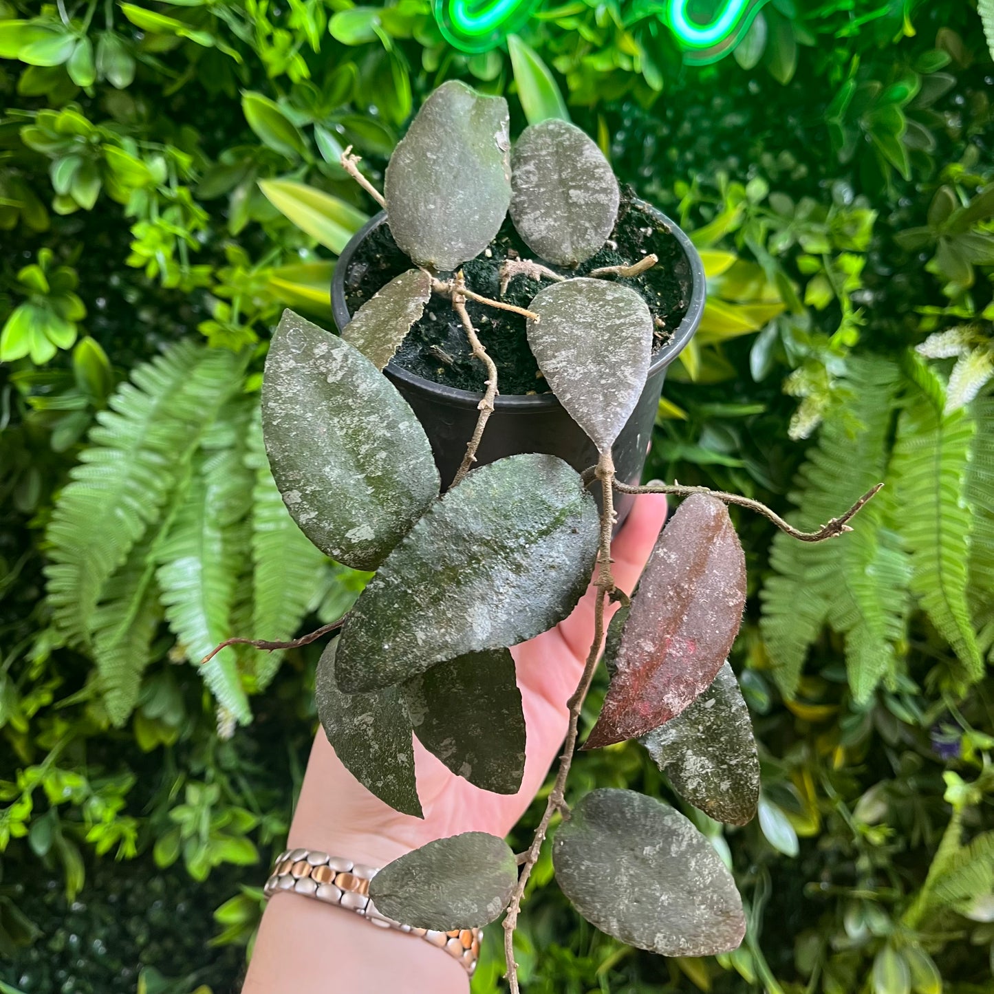 4" Hoya 'Caudata'