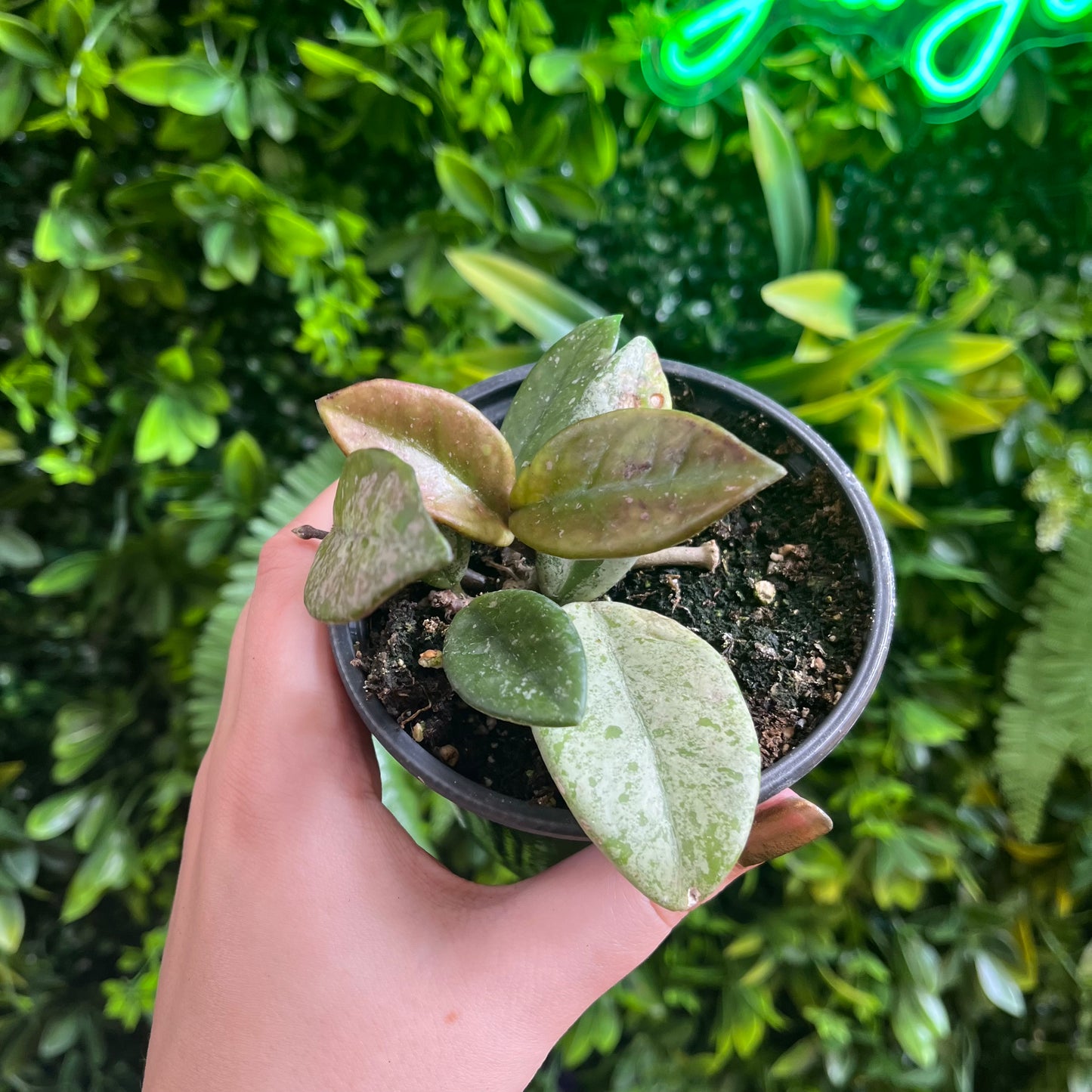 4" Hoya 'Wilbur Graves'