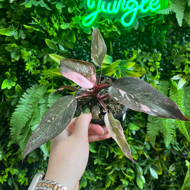 Philodendron 'Pink Princess'