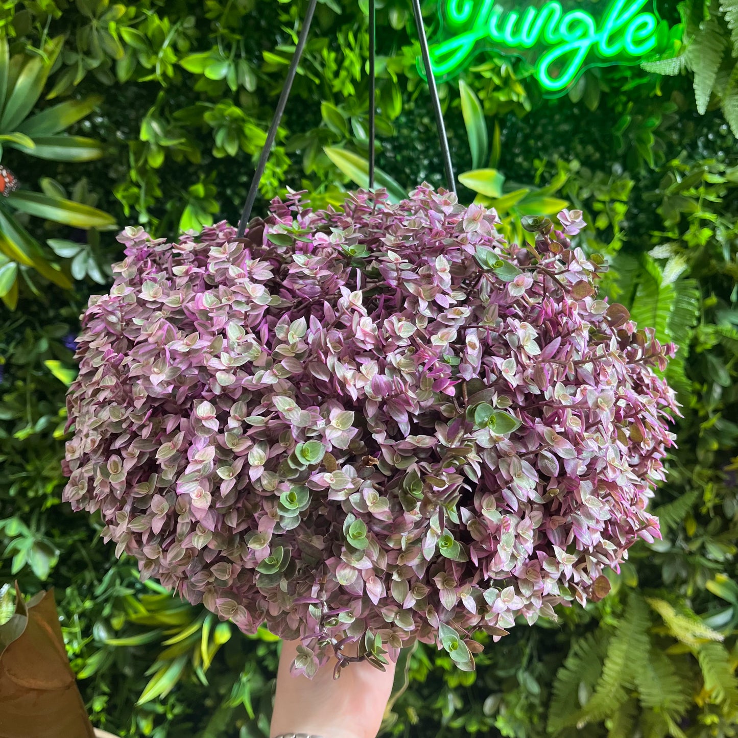6" HB Callisia repens 'Pink Lady'