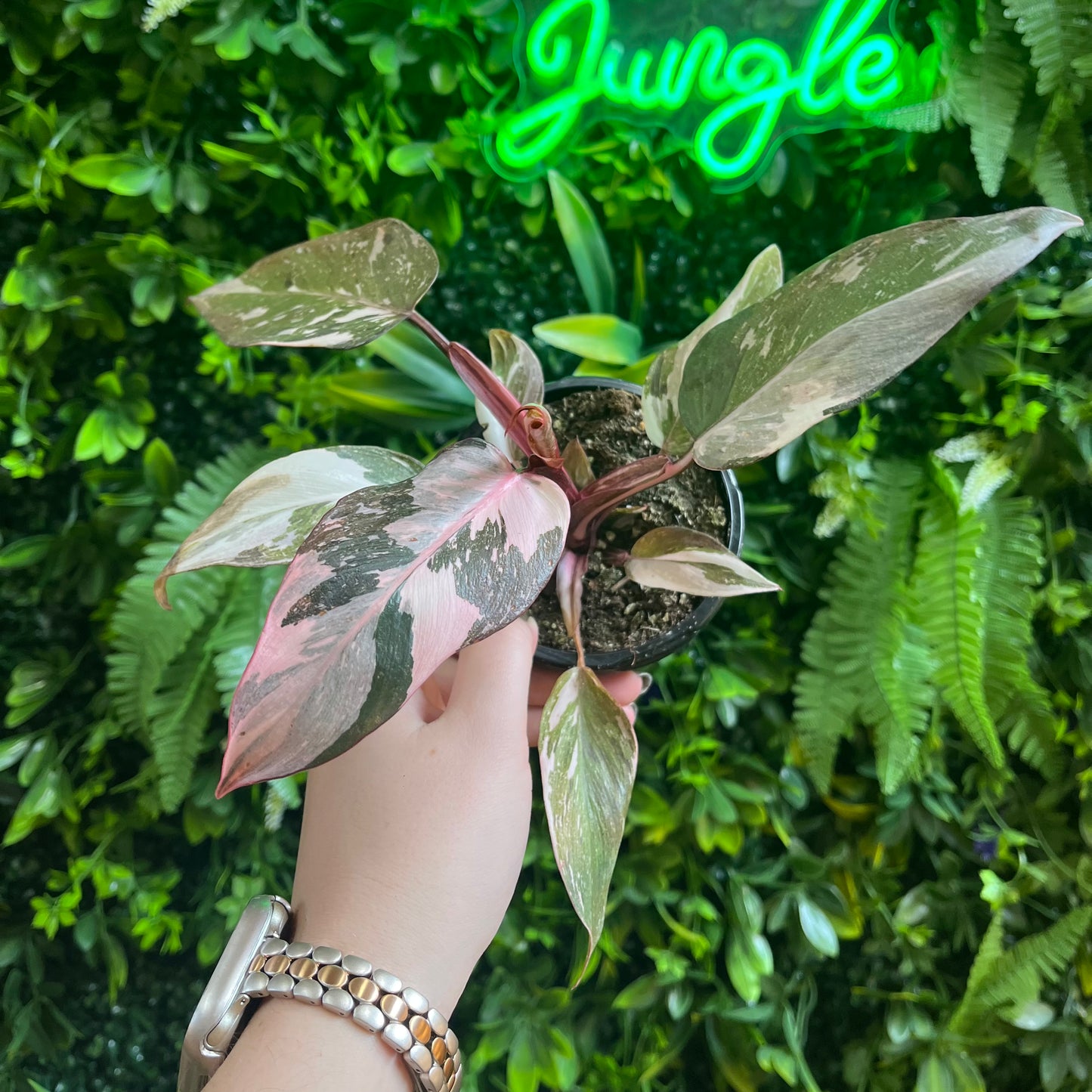 Philodendron 'Pink Princess'